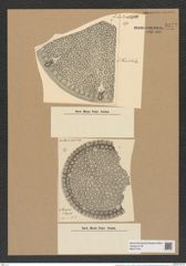 Aulacodiscus thumii A. Schm. (de-Toni-Nr.: Genus 182, Species 4558) Zeichnungen Sammlung Grunow Nr. 8172 (NHMW-BOT-W0377543)
